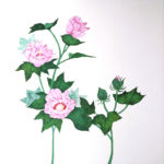芙蓉