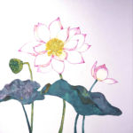蓮花