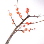 紅梅