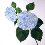 紫陽花